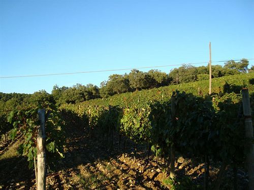 Agriturismo Il Villino Fonterutoli Dış mekan fotoğraf